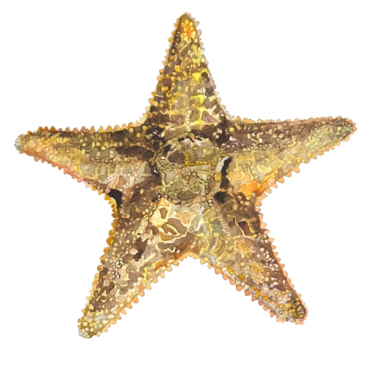 Watercolor painting of a golden starfish by Enya